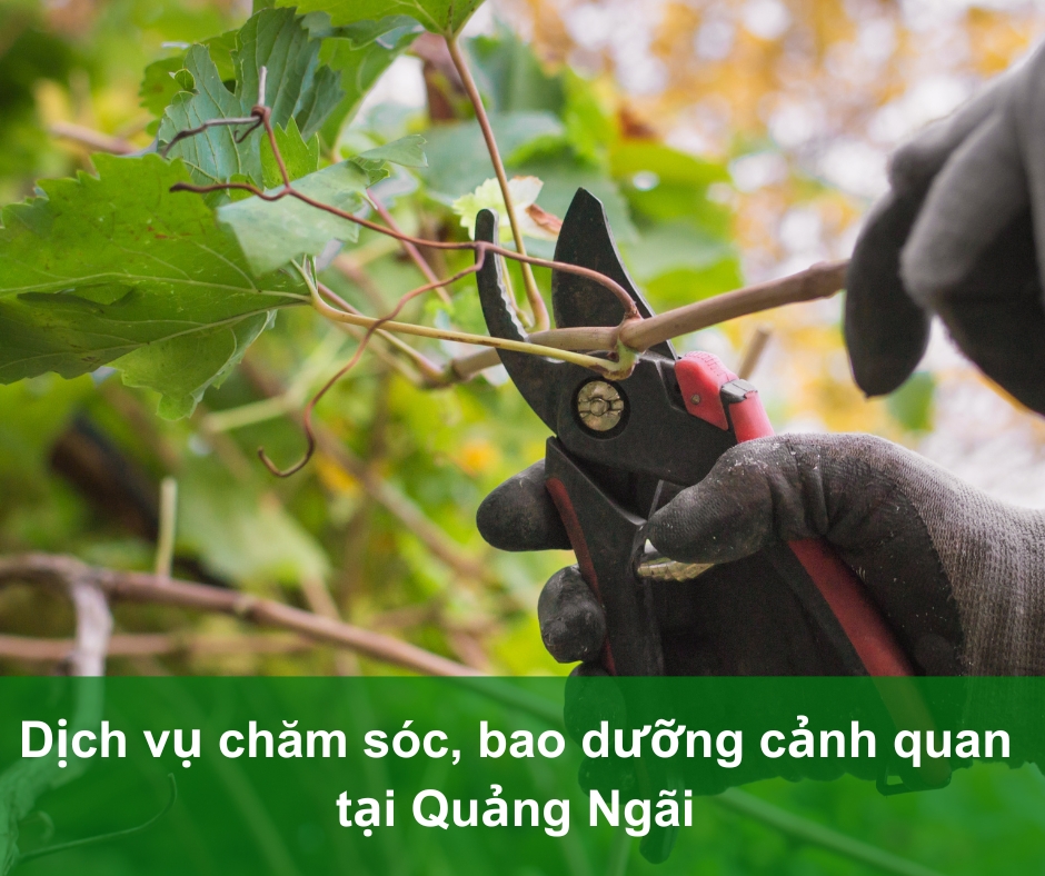 chăm sóc cảnh quan Quảng Ngãi Chăm sóc cảnh quan Quảng Ngăi