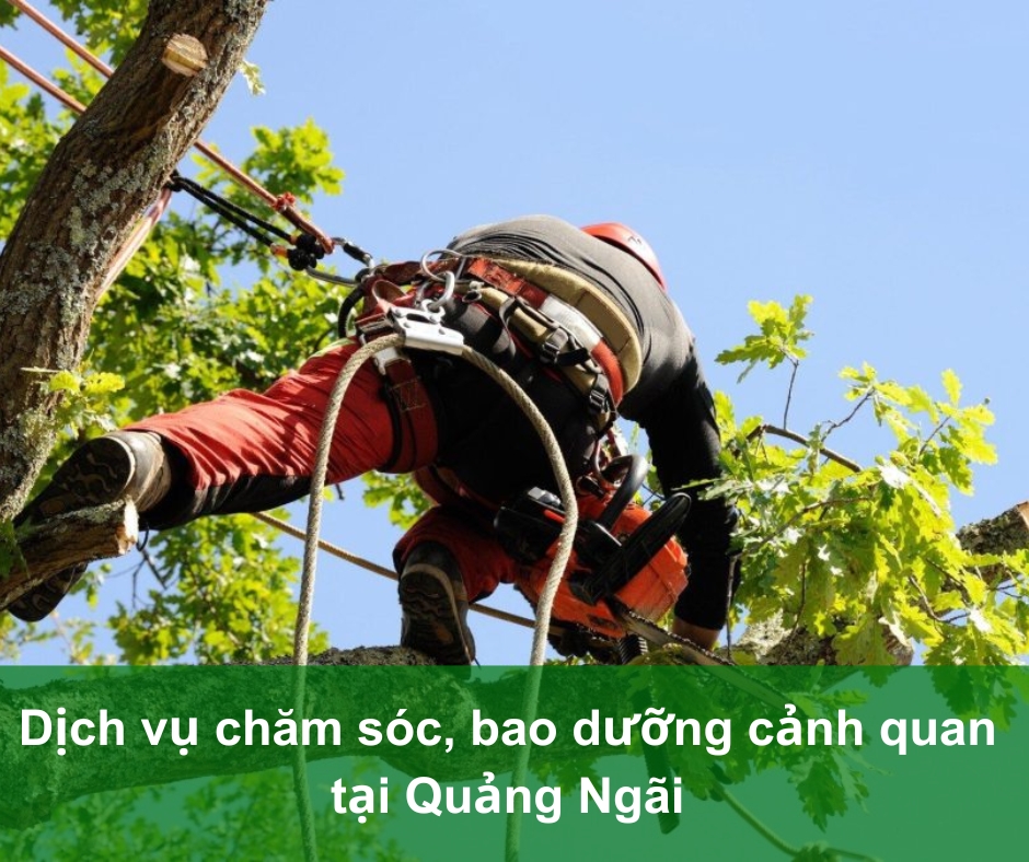 chăm sóc cảnh quan Quảng Ngãi Chăm sóc cảnh quan Quảng Ngăi