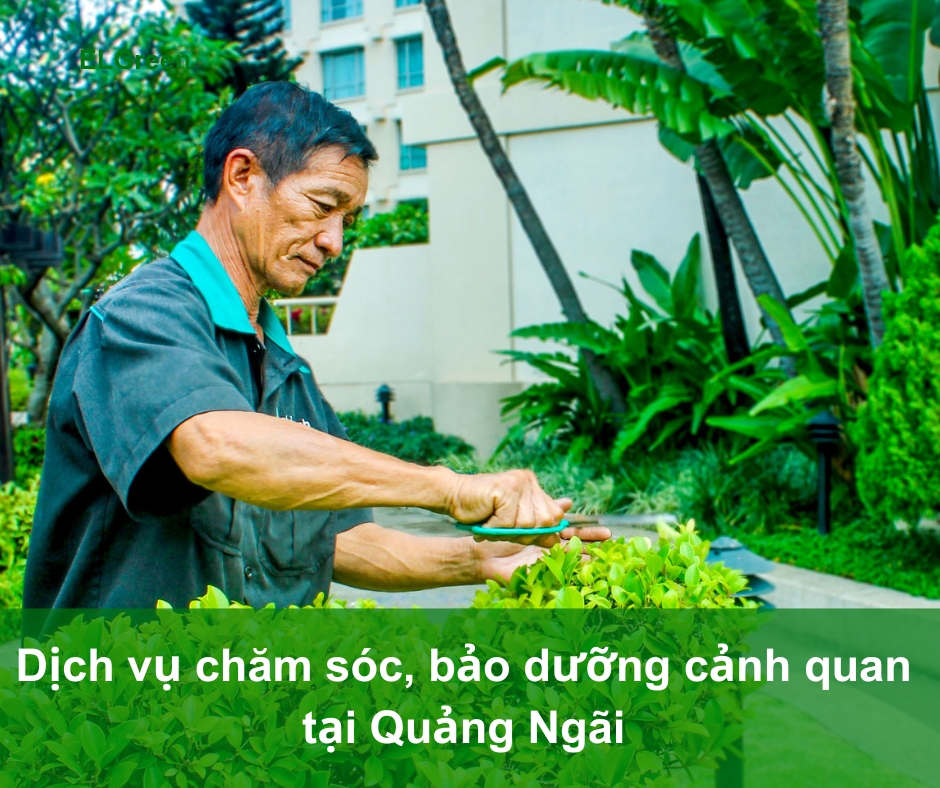 chăm sóc cảnh quan Quảng Ngãi Chăm sóc bảo dưỡng cảnh quan Quảng Ngãi