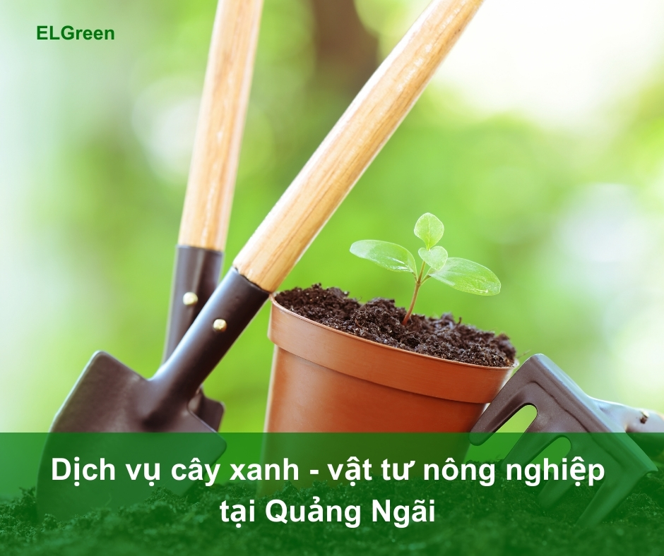 dịch vụ cây xanh Quảng Ngãi Dịch vụ cây xanh Quảng Ngãi