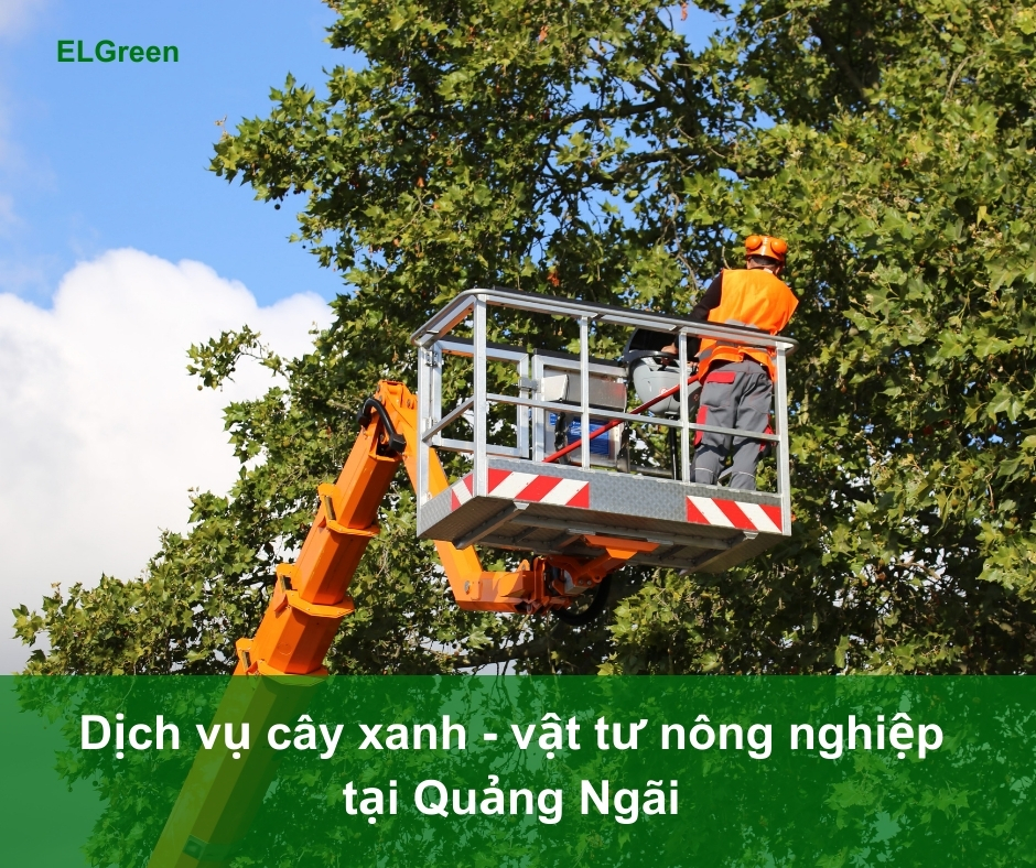 dịch vụ cây xanh Quảng Ngãi Dịch vụ cây xanh Quảng Ngãi