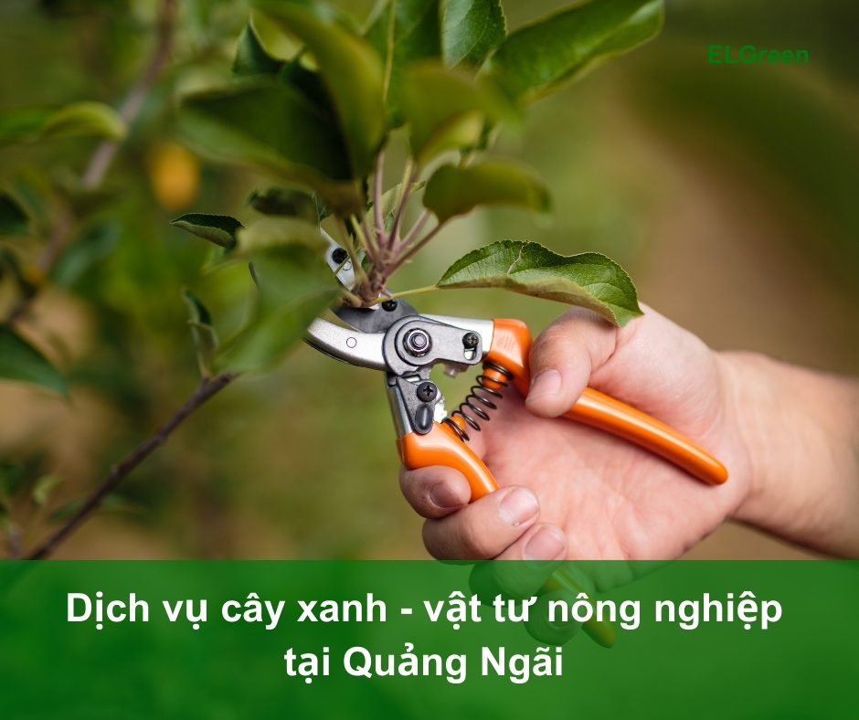 dịch vụ cây xanh Quảng Ngãi Dịch vụ cây xanh Quảng Ngãi